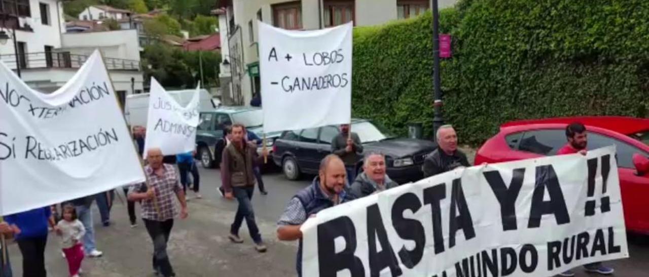 Los ganaderos del Caso claman contra los daños del lobo: "Cada día ponen las cosas más difíciles para sacar adelante una ganadería"