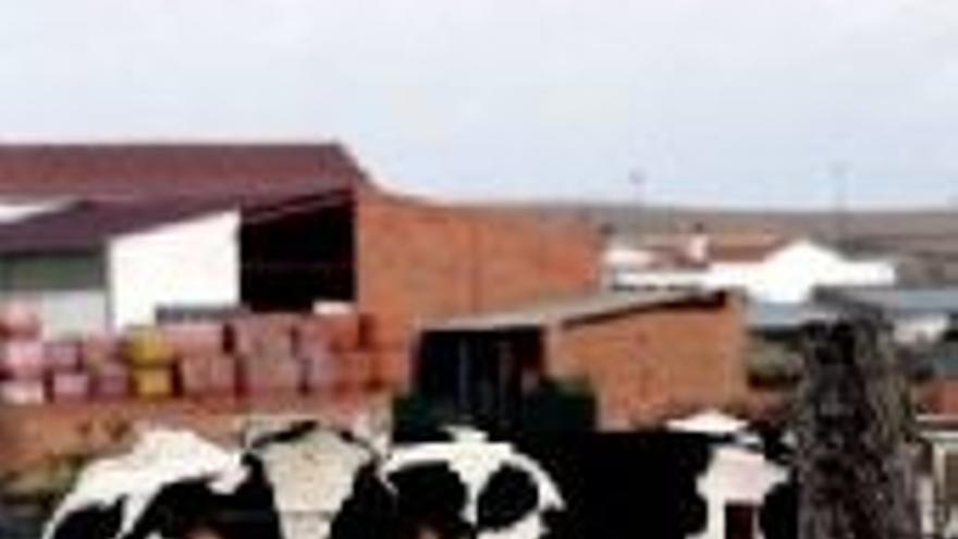 Casi 10.000 test descartan que haya vacas locas en la región