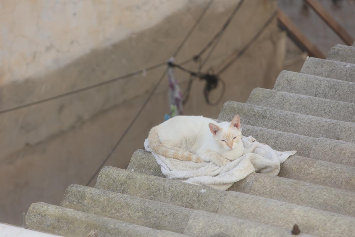 Una gata se posa sobre una toalla que se le debió de caer a algún vecino