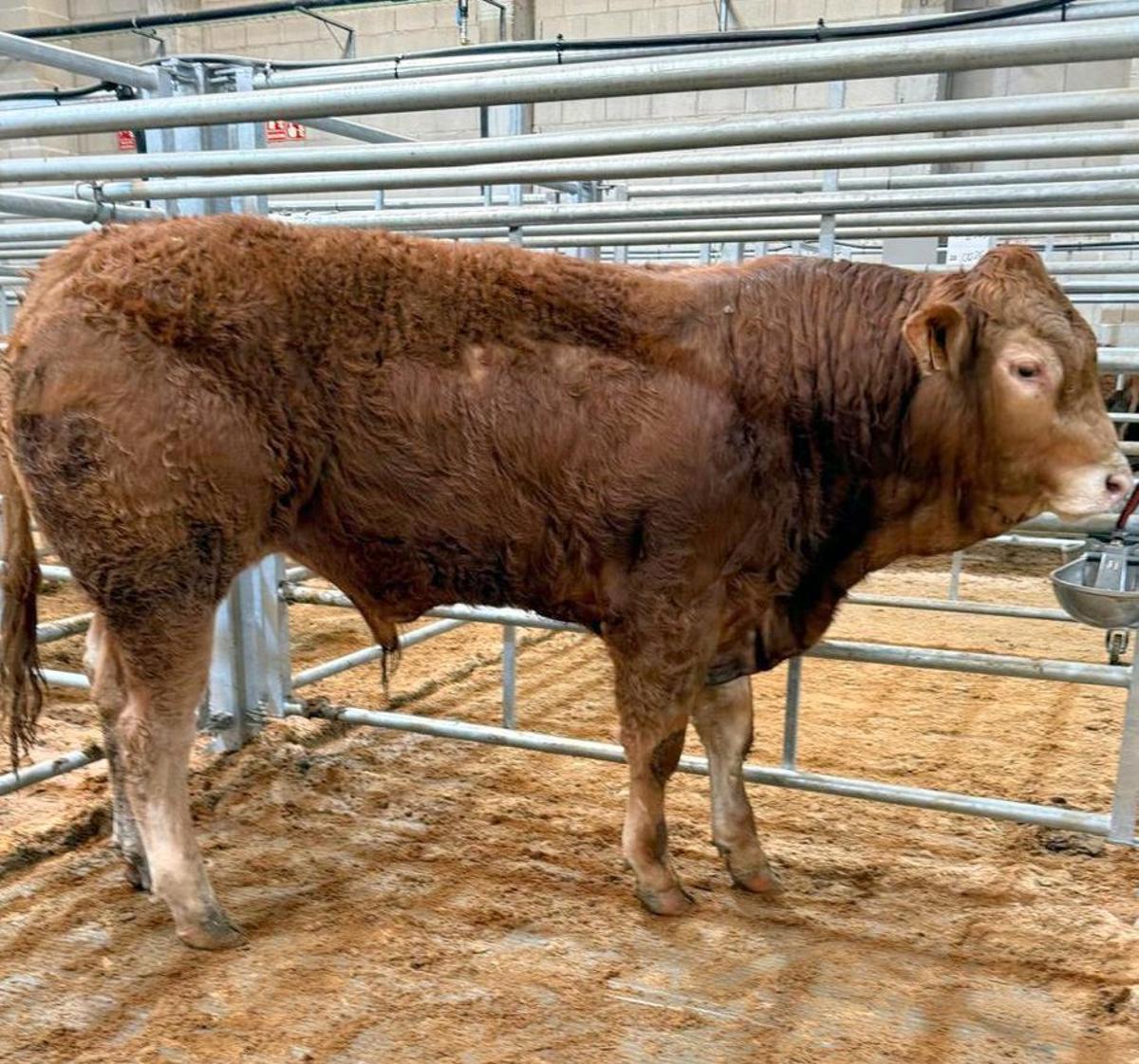 El ejemplar de Ternera Gallega que se convirtió en nuevo récord. |