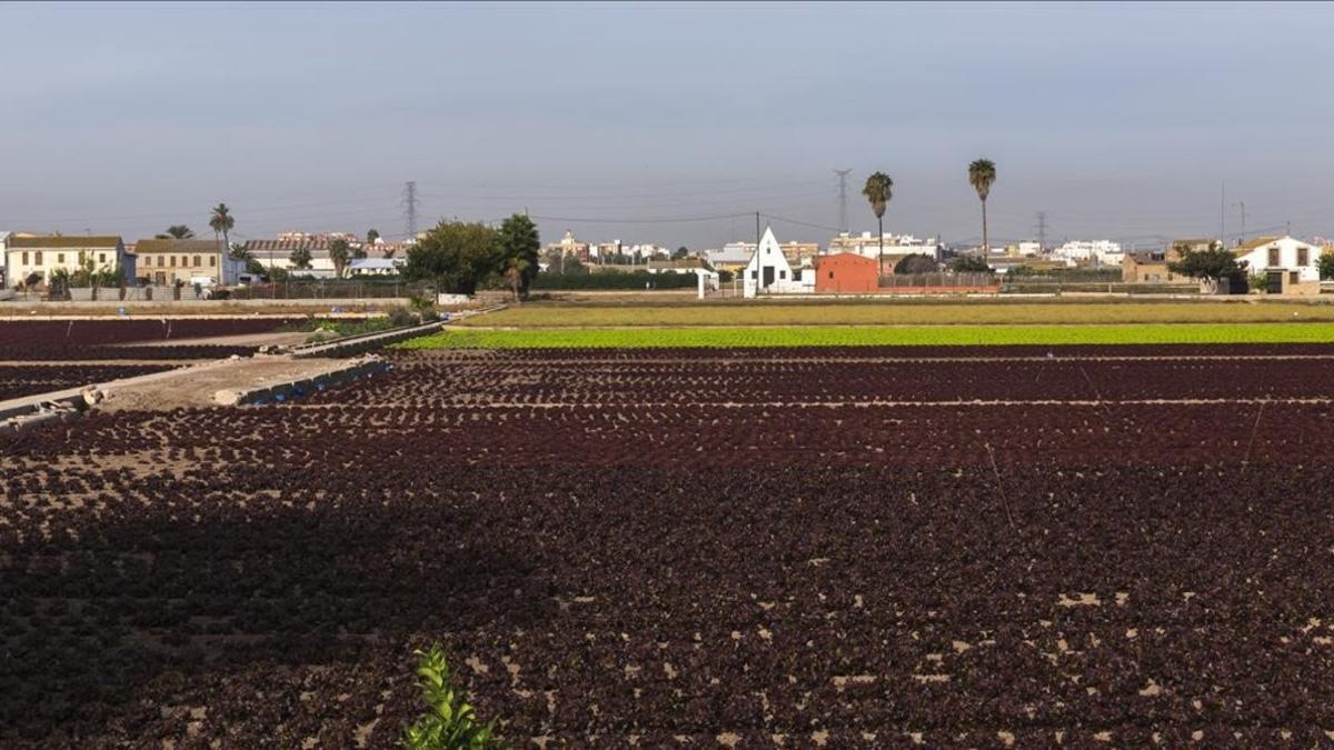 Vista general de la Huerta de Alboraya, en Valencia.