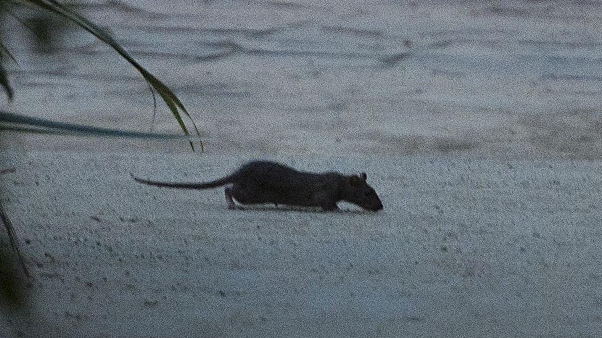 Barcelona. 22.08.2018. Barcelona. Ratas y ratones campando a sus anchas entre los arbustos que rodean  el estanque del Parc de la Ciutadella. Fotografía de Jordi Cotrina