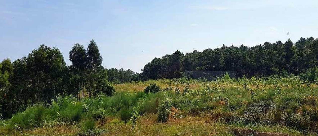 Terrenos donde se ubicará la futura ciudad deportiva del Celta, en la parroquia de Pereiras.  // Marta G. Brea