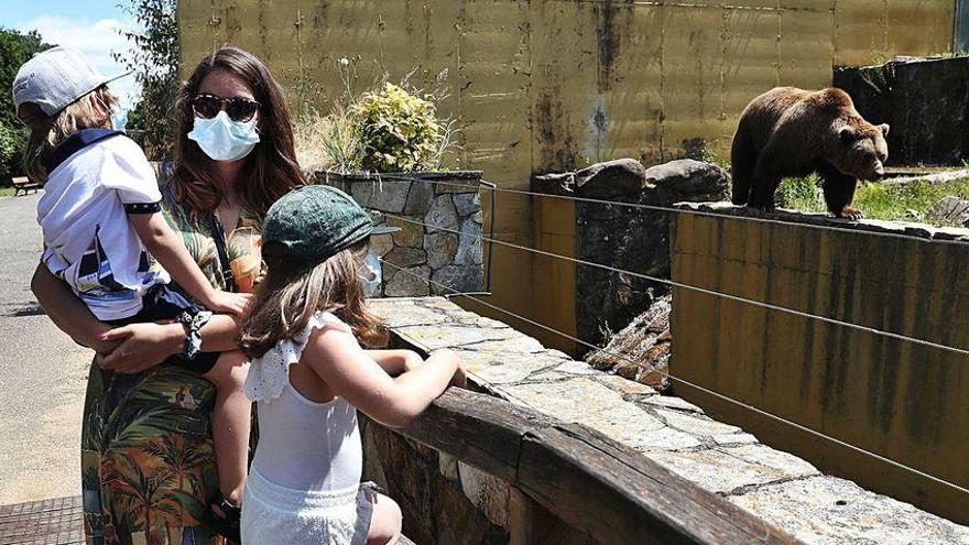 Una familia observa un ejemplar de oso el primer día de reapetura de Vigozoo.