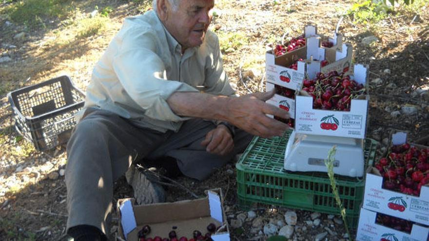 El cultivo de la cereza, cada vez más importante en la localidad axárquica de Alfarnate.