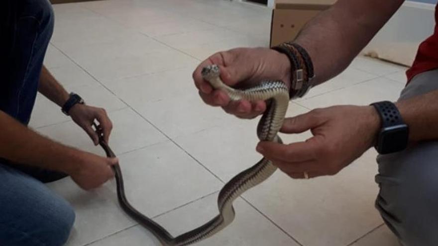 La serpiente decomisada a un vecino de Teide
