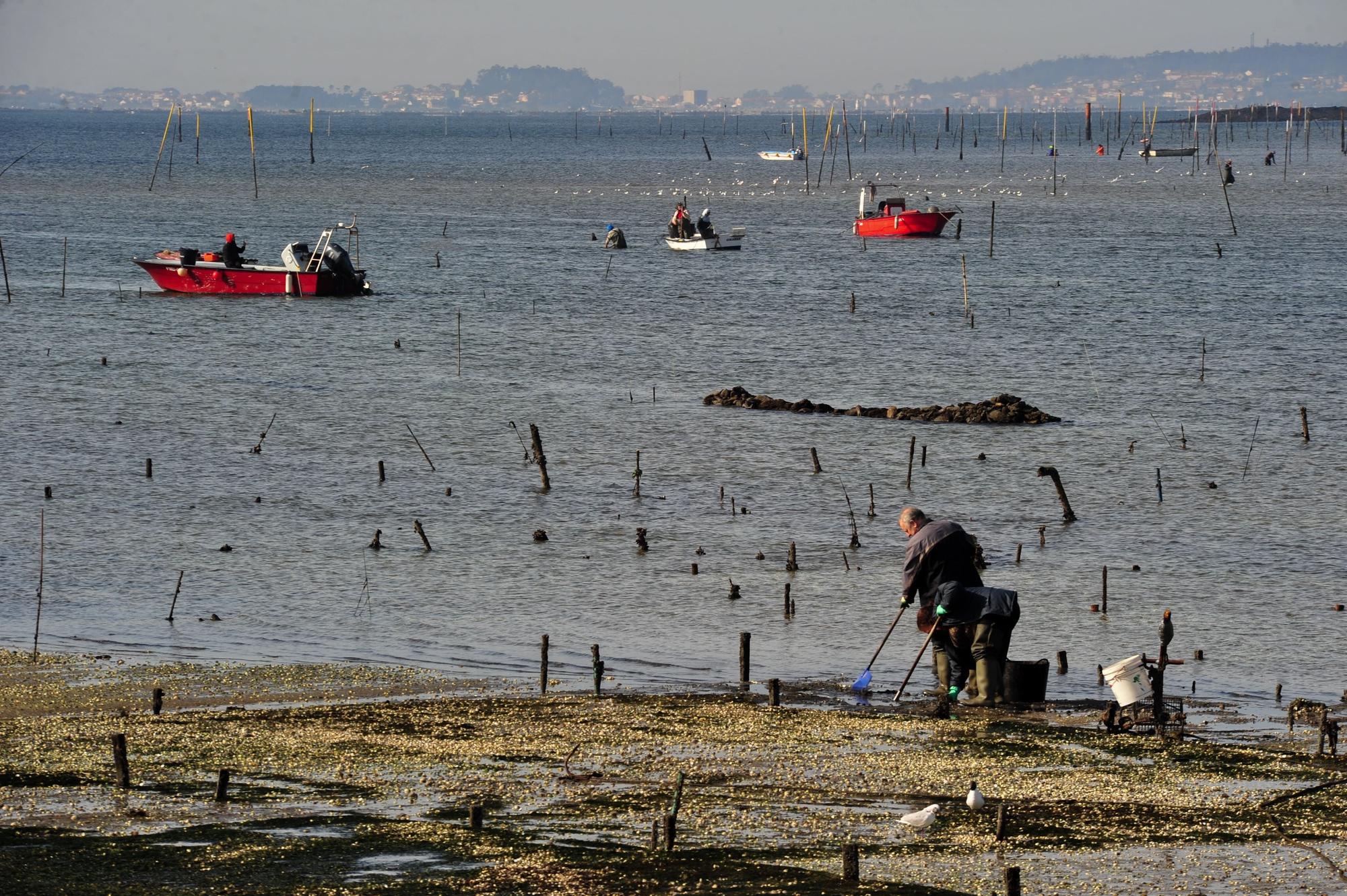 Mortandad de marisco en Carril.