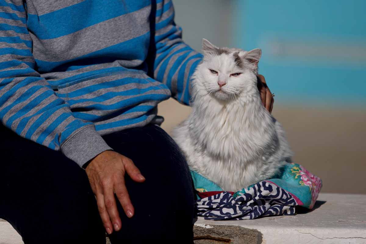 Bendición de animales en Sant Antoni