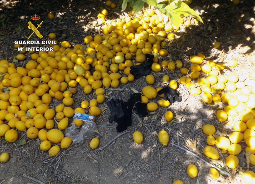 La Guardia Civil ha desmantelado un nutrido grupo delictivo dedicado a la sustracción de cítricos en el Valle del Guadalentín