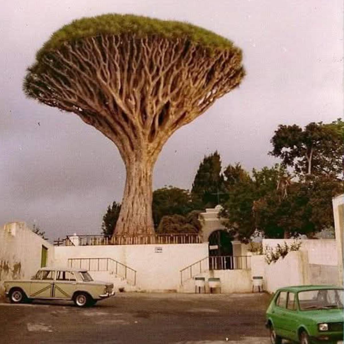 Foto histórica del drago.