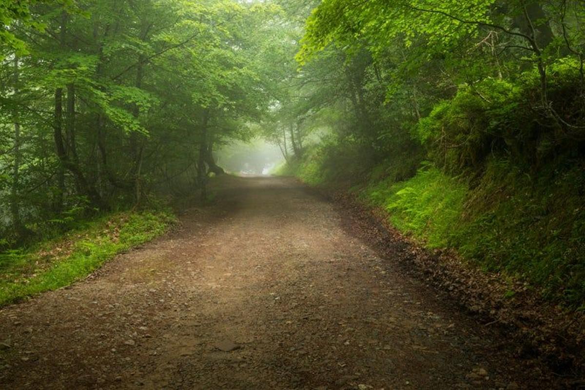 Parque Natural de Ponga (Asturias)