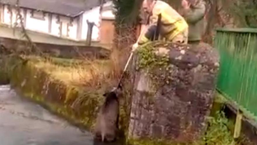 Así fue el rescate de un jabalí en Puerto (Oviedo) que estuvo a punto de ahogarse en un lago