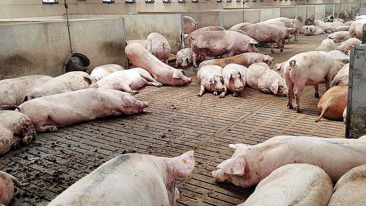 Área destinada a cerdas gestantes en una  macrogranja