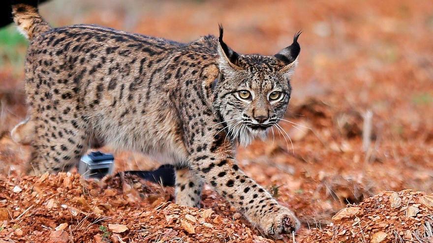 El lince ibérico alcanza los 2.663 ejemplares, pero más de 2