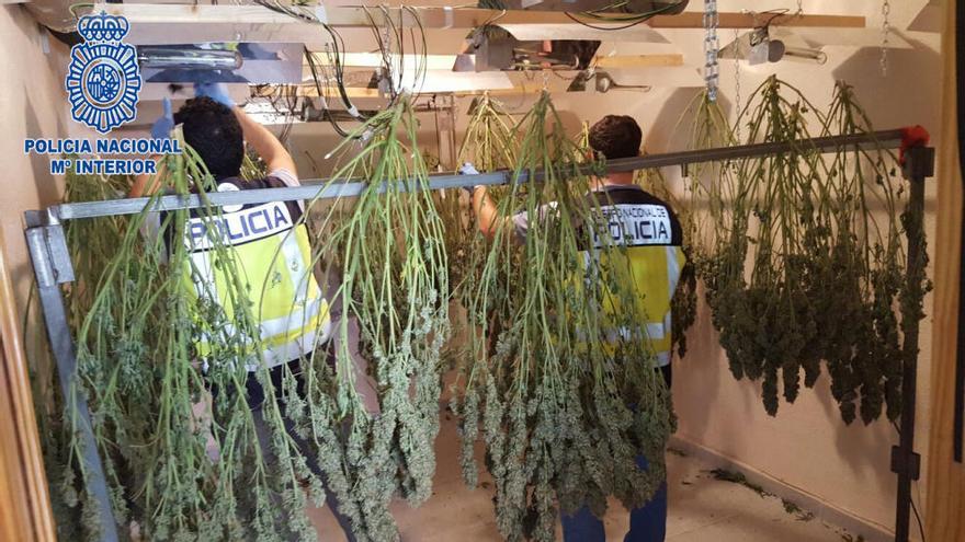 Miembros de la Policía Nacional desmantelan los cultivos de marihuana