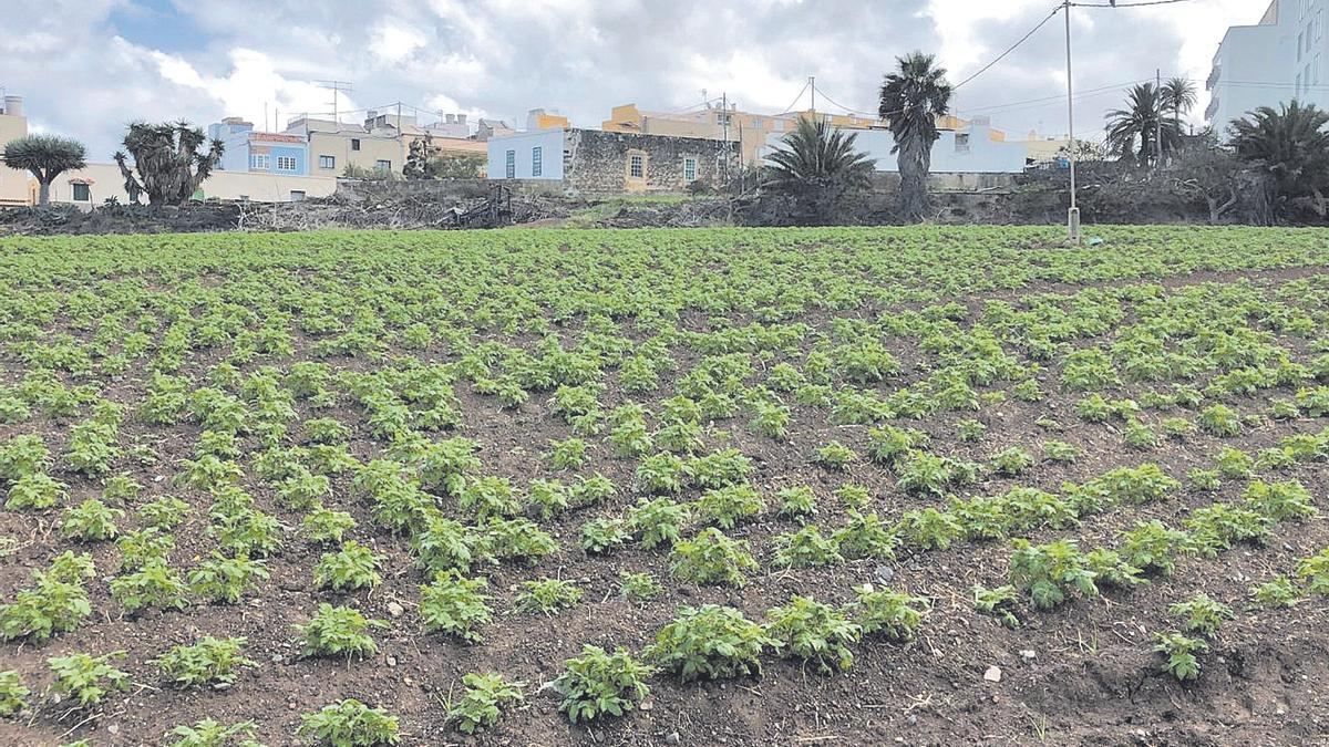 Las tierras ya labradas en Tafira agradecen el agua caída en la capital.