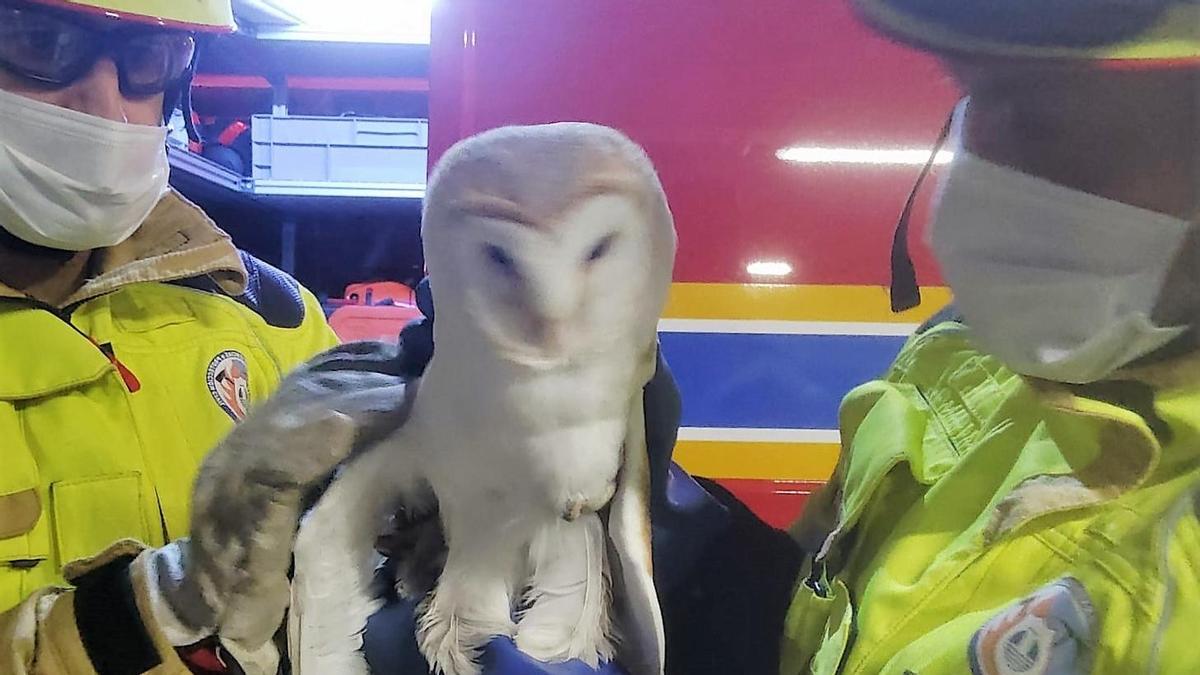 La espectacular lechuza rescatada por Emergencias de Oleiros