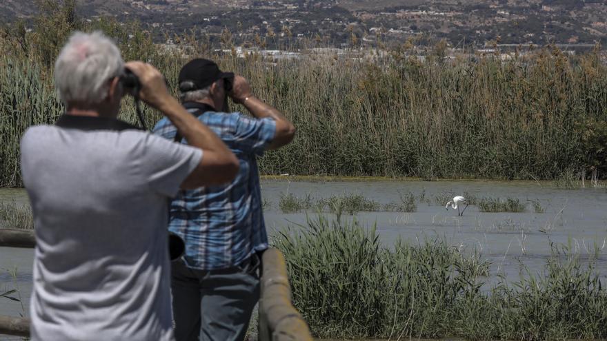 La fuerte sequía en Doñana y las Tablas de Daimiel convierte a El Hondo de Elche y Crevillent en un vergel ecológico