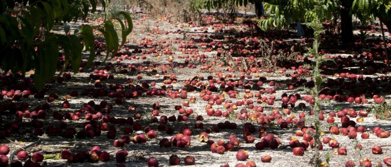 Fruta de hueso echada a perder en un campo de Castelló de Rugat, hace unos meses.