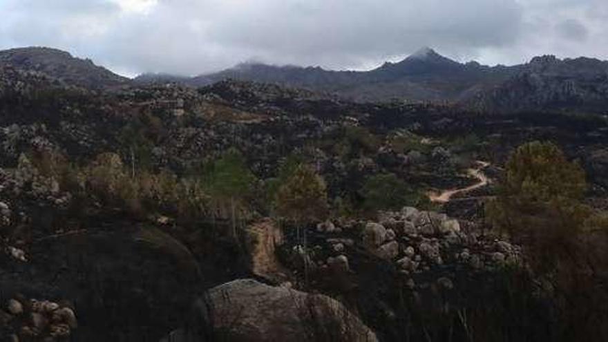 Espacio del parque natural Baixa Limia-Serra do Xurés, calcinado en la última ola de incendios. // Jesús Regal