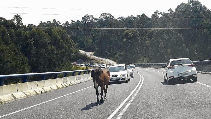 Un caballo interrumpe el tráfico en el vial del Puerto de Vilagarcía