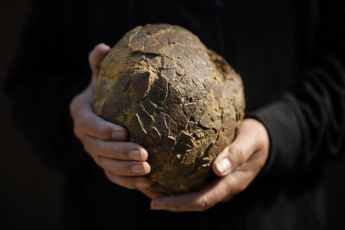 Alain Cabot encuentra en Francia, 100 huevos de dinosaurio de 72 millones de años de antigüedad