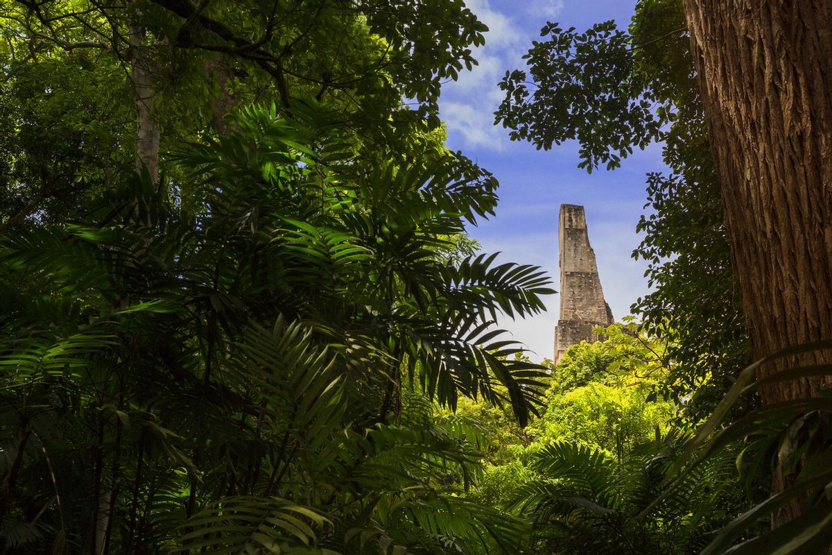 En Tikal se calcula que existen más de 3.000 estructuras (entre templos, pirámides, palacios y altares). De este total, entre el 80% y el 90% permanecen ocultas bajo la densa selva petenera, apareciendo ante la vista como simples cerros cubiertos de tierra y vegetación.