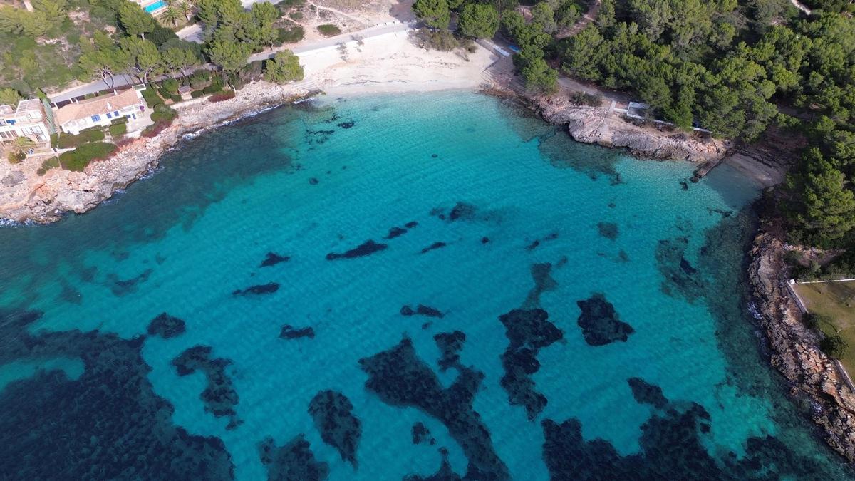Portocolom | El estado de la posidonia en la bahía, en imágenes