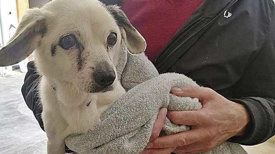 El perrito que volviÃ³ con sus dueÃ±os gracias a la PolicÃ­a Local de PollenÃ§a.