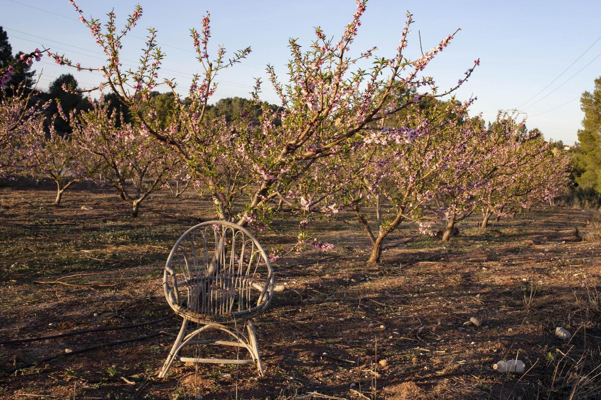 Los almendros en flor ya alegran los paisajes valencianos