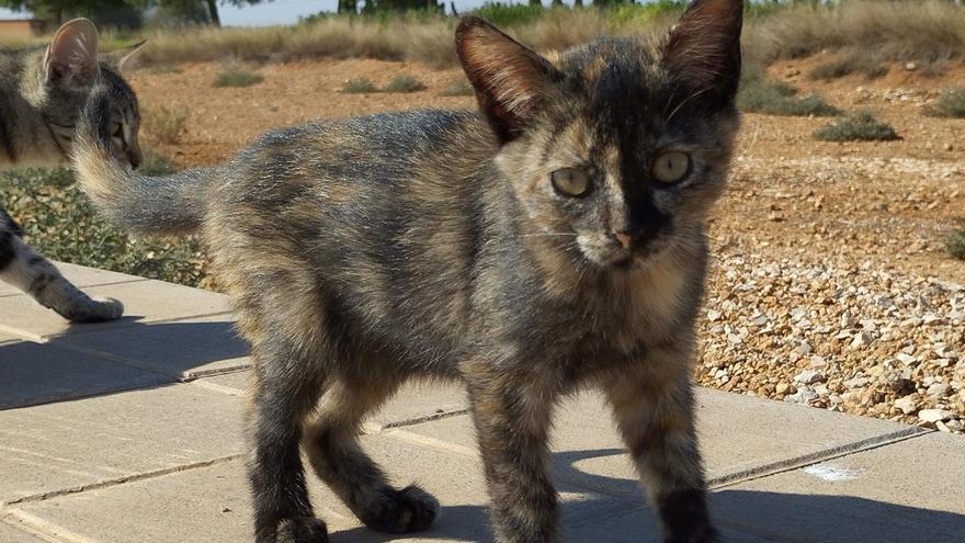 Una asociación felina de Albal denuncia la desaparición de 11 gatos de una colonia