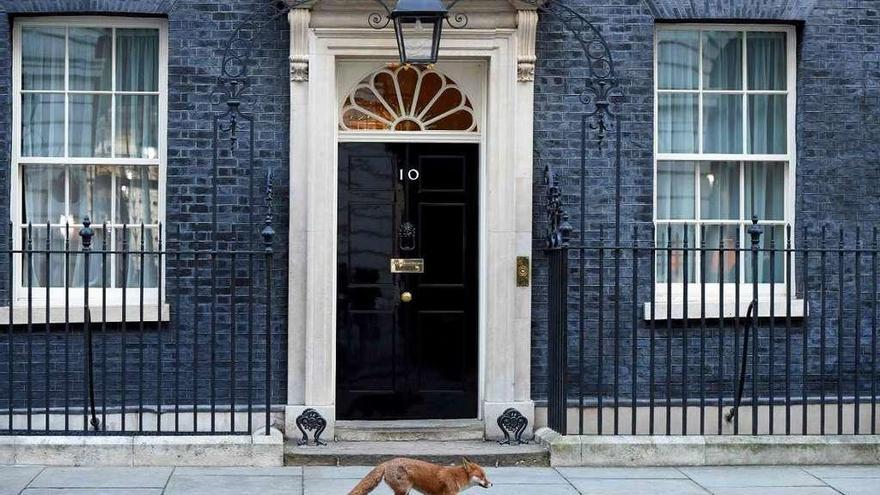 EN EL CENTRO DEL PODER. Un zorro fue captado ayer por las cámaras paseándose ante la puerta del 10 de Downing Street, la residencia oficial de la primera ministra británica, Theresa May. La insólita imagen tiene precedentes ya que en 2015 otro zorro recorrió el mismo lugar persiguiendo a un pato. // Reuters