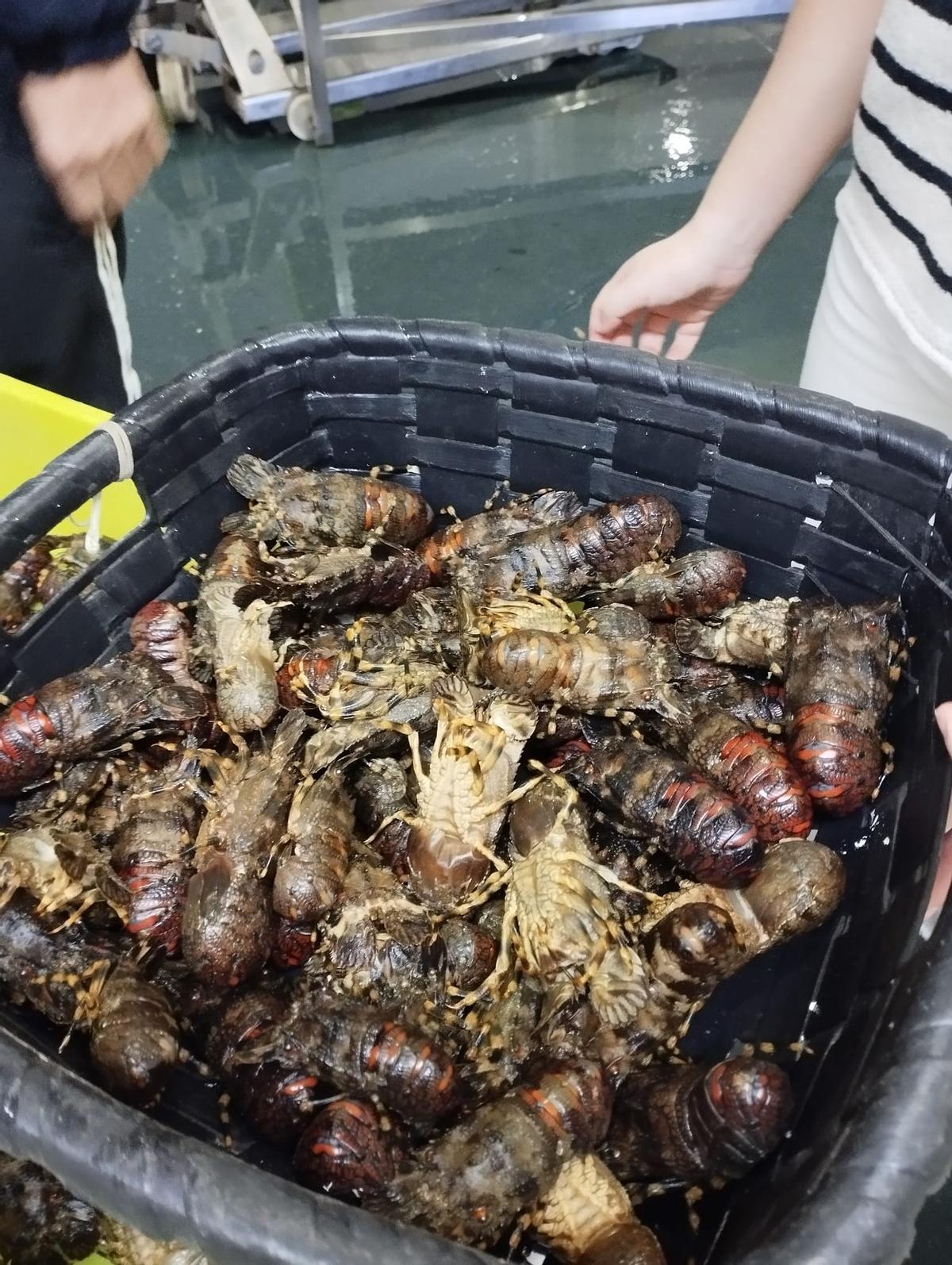 Un lote de santiaguiños.