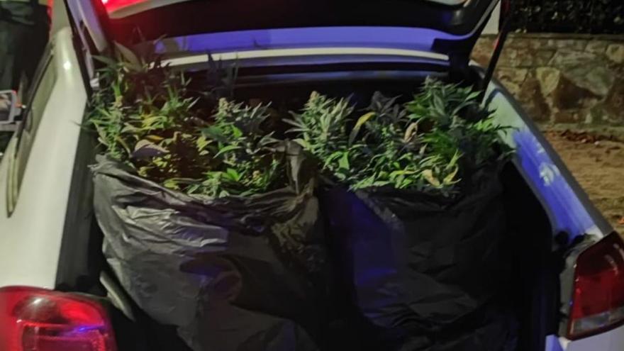 Maletero del coche interceptado en Sada lleno de marihuana.  | // L.O.