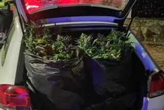Pillado en Sada con el coche lleno de plantas de marihuana tras intentar evitar un control