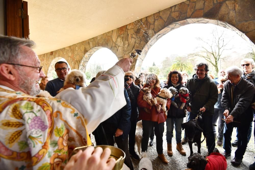 Los animales, recibiendo la bendición.