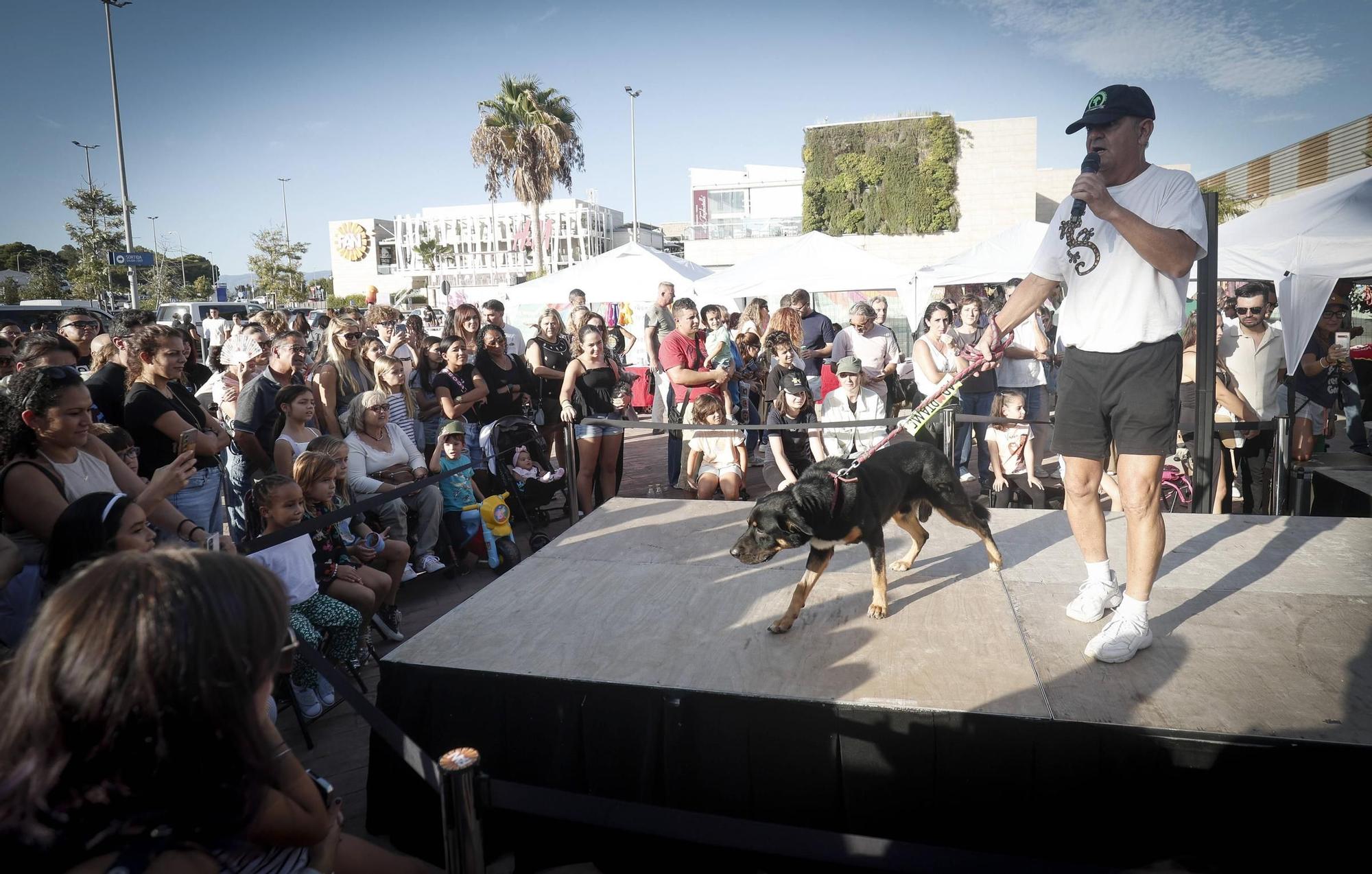 FOTOS | Desfile de Peluditos: Varios perros de Son Reus buscan un hogar