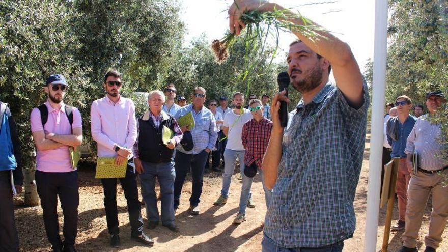 CUVrEN_Olivar muestra a los agricultores cubiertas vegetales de especies nativas en olivar