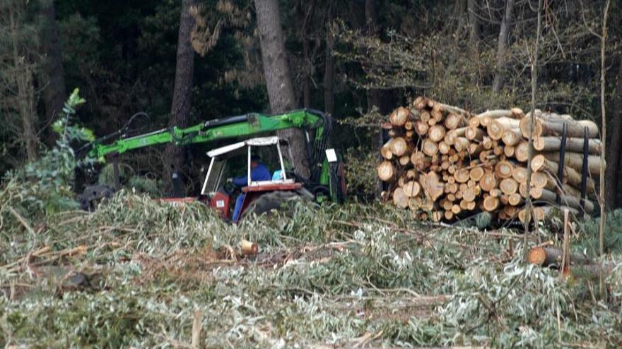 ¿Por qué los montes vecinales son menos rentables?