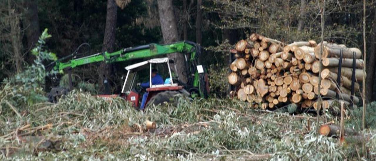 Corta de madera en un monte de Meaño. |  // IÑAKI ABELLA