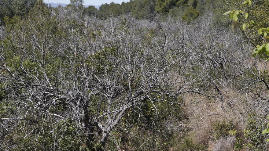 Cada vez menos empresas agrícolas en la Ribera