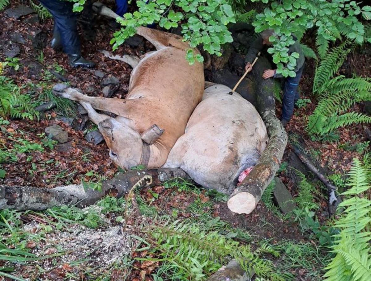 A la izquierda, dos de las reses acribilladas este fin de semana  en los montes situados por encima de Parana. En el centro, varias gallinas muertas. En la imagen de la derecha, la cabeza de un caballo tras ser tiroteado con una escopeta de postas.