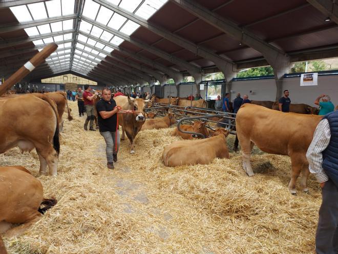 En imágenes: Así fue la XL Muestra ganadera local de Asturiana de los Valles en Cangas del Narcea