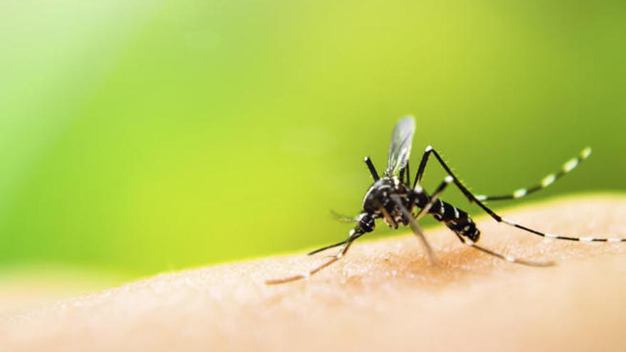 Cómo tratar las picaduras de insectos y arañas