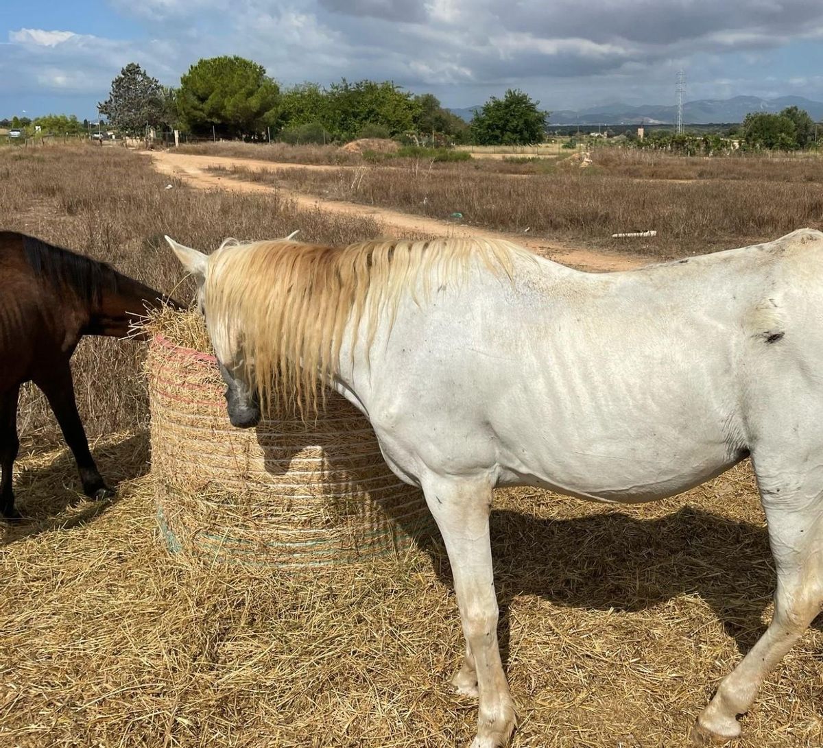 Rescatados dos caballos en &quot;pésimas condiciones&quot; en una finca de Palma