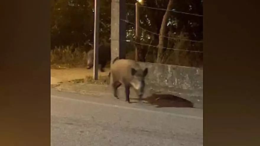 Los vecinos de Sárdoma lanzan un grito de auxilio por los jabalíes que 'okupan' este barrio vigués