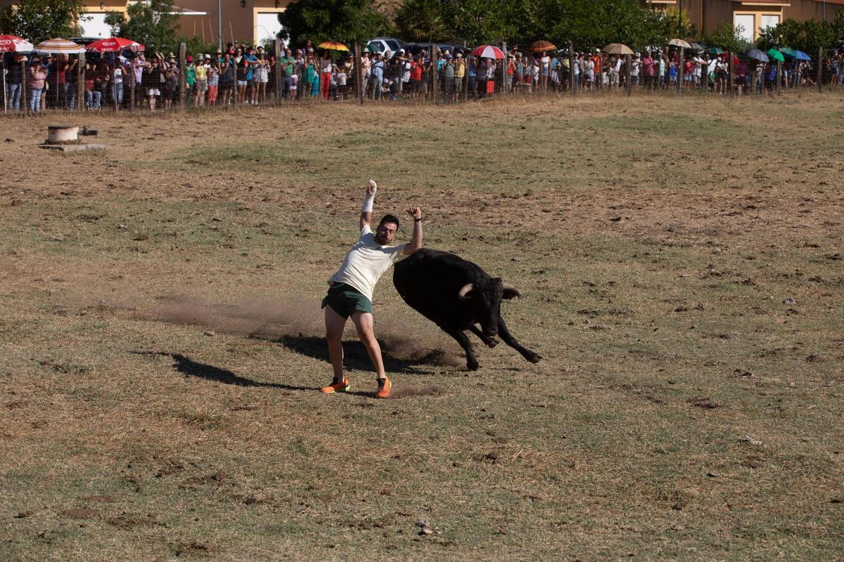 GALERÍA | Venialbo vibra con el encierro mixto de sus fiestas GALERÍA | Venialbo vibra con el encierro mixto de sus fiestas