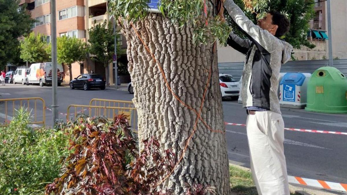 Medio Ambiente revisa el catálogo de árboles singulares de la ciudad