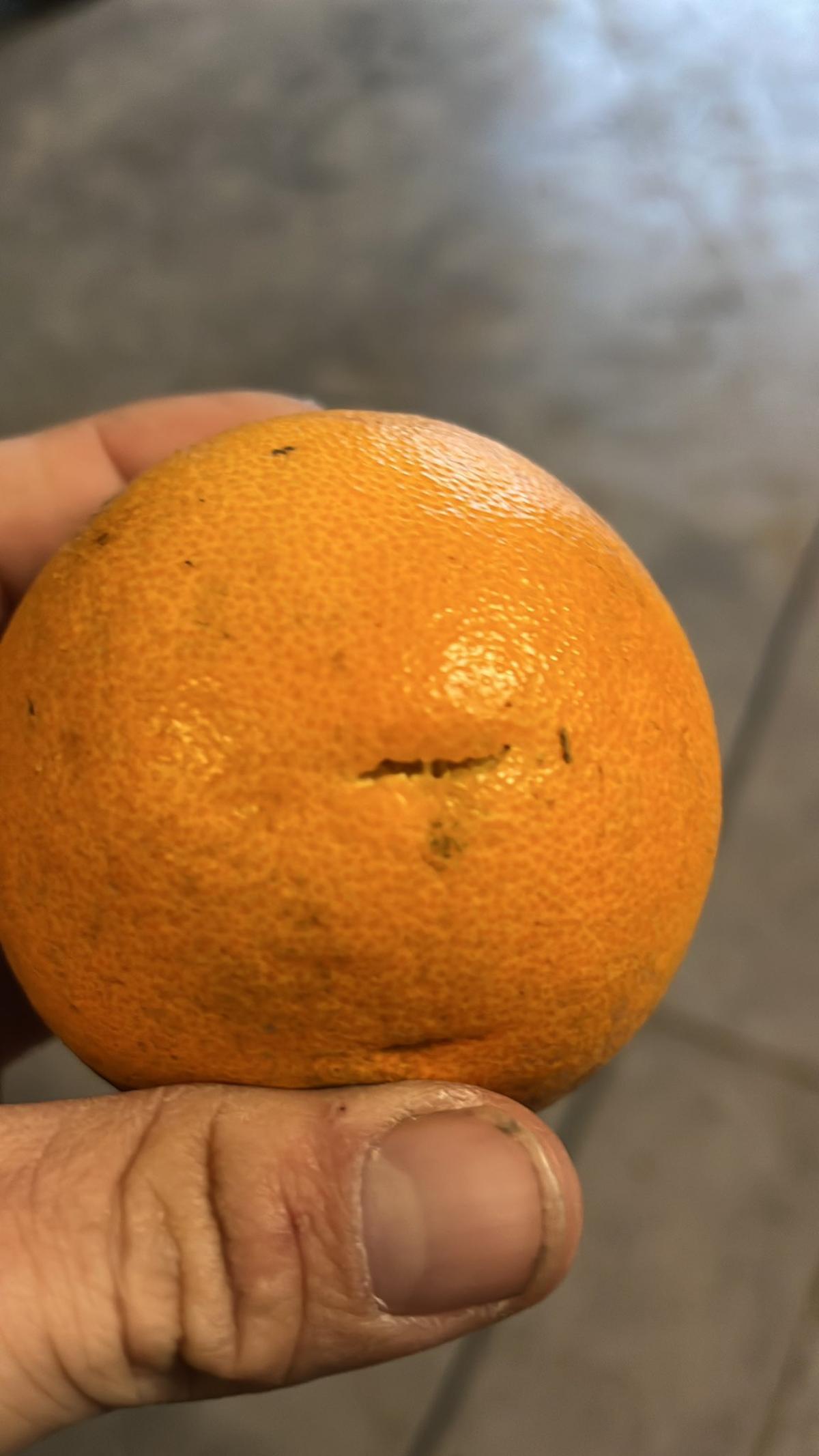 Una naranja dañada por la falta de lluvias.