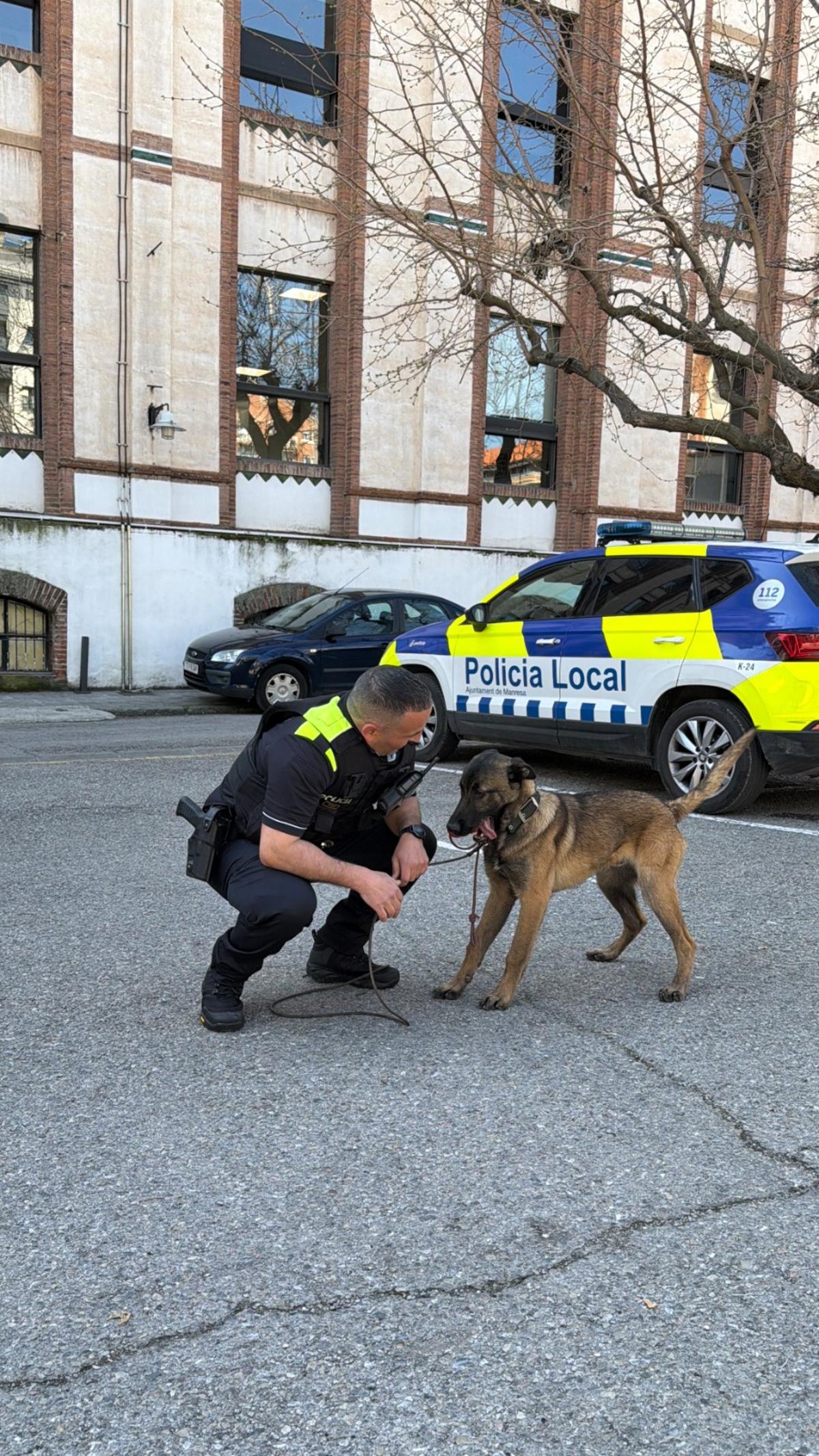 Així és el Soul, el nou agent caní de la Policia Local de Manresa